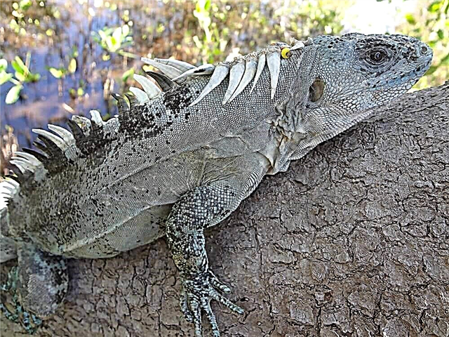 Scrap-tailed iguana