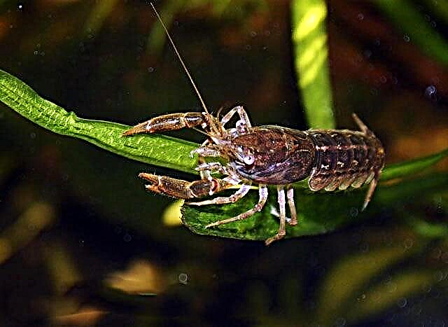 Crayfish pygmy Meksiko