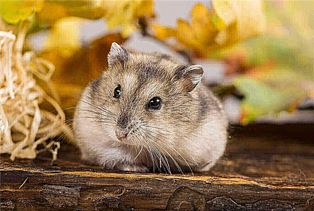 Hamster ea Dzungarian: midget har'a linatla