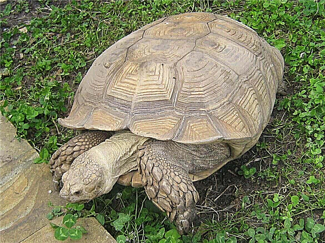 Spur turtle