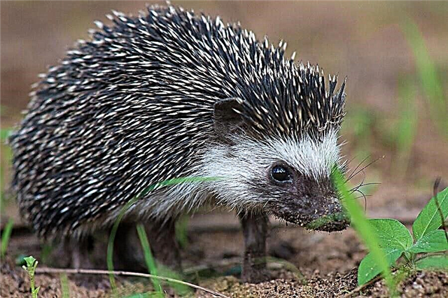 Heedgehog pygmy ʻApelika