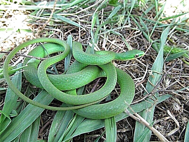 Kilirana travnata zmija