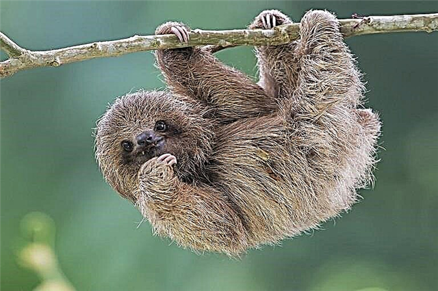 Sloth ea menoana e meraro ea Pygmy