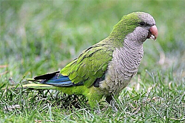 Parrot Kuaker