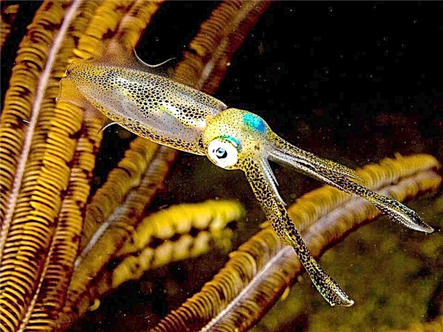 ماهی مرکب کوتوله ژاپنی