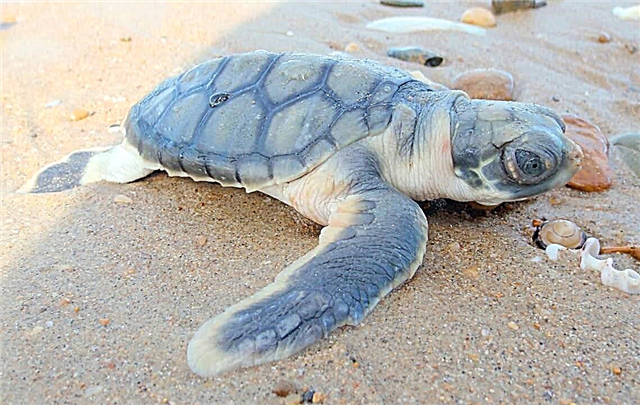 Turtle-back Turtle: whakaahuatanga, whakaahua
