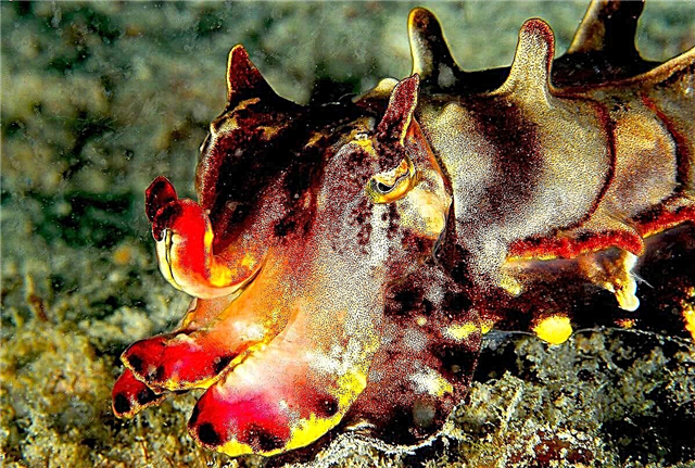 ʻO ka cuttlefish pua Metasepia pfefferi - clam ikaika