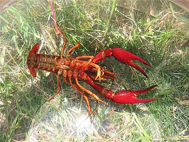 Florida crayfish, alias rawa beureum