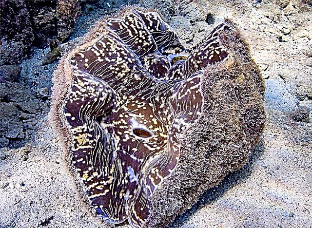 ფაიფურის clam დახვეწილი გარსით