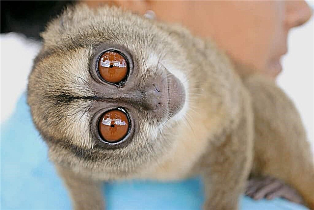 Uch chiziqli maymun: primat fotosurati