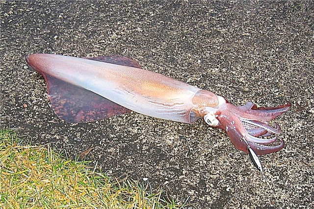 Loligo forbesii squid ɗan dabba ne sananne