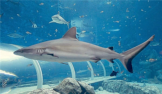 Grey Whitetip Shark: Ritratt tal-Predatur