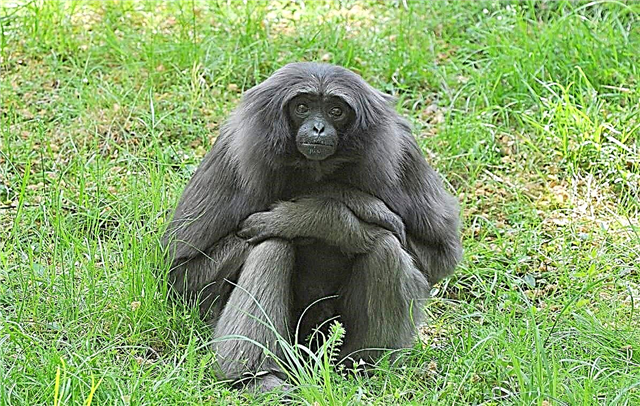 Groe Gibbon: Foto vun engem Primat, detailléiert Beschreiwung