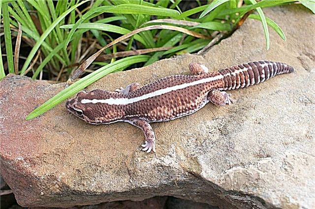 Rog-tailed African gecko: yees duab