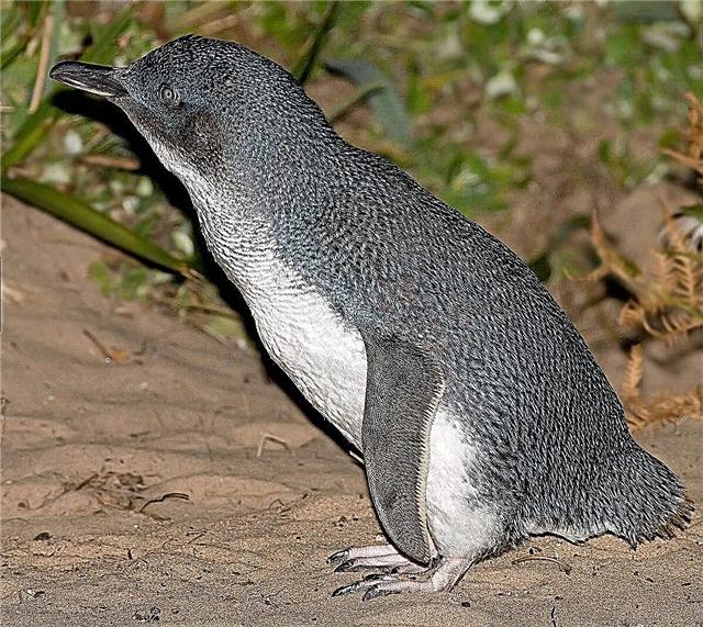 Penguin yaying'ono - wokhala kumwera kwa dziko lapansi