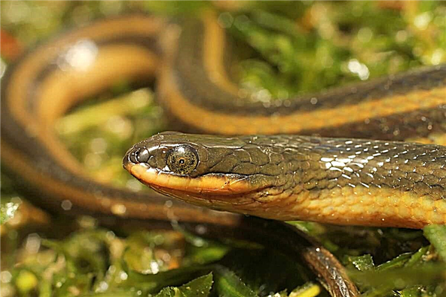 دھاری دار دلدل سانپ - رینگنے والے جانور کی تفصیل