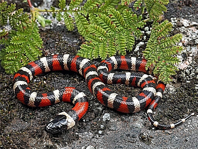 Кралска змија од Калифорнија - фотографија од разновиден рептил