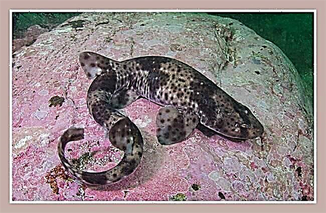 Red Spotted Cat Shark
