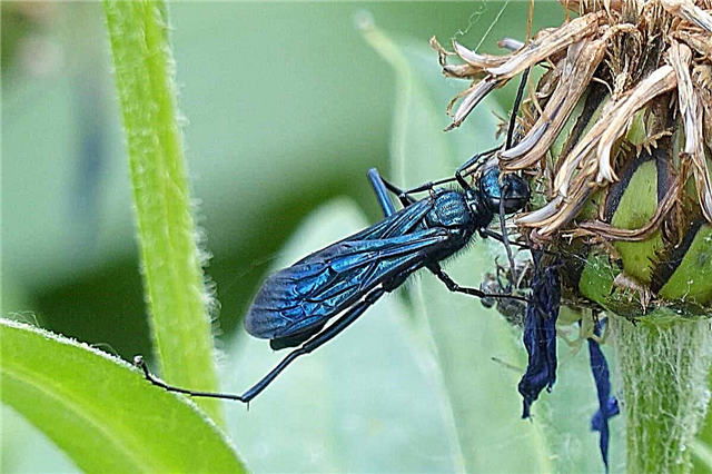 Blue Laka Wasp, kwarin daki-daki