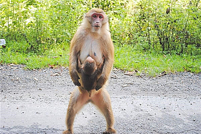 I-Assamese macaque - intaba yezinyoni