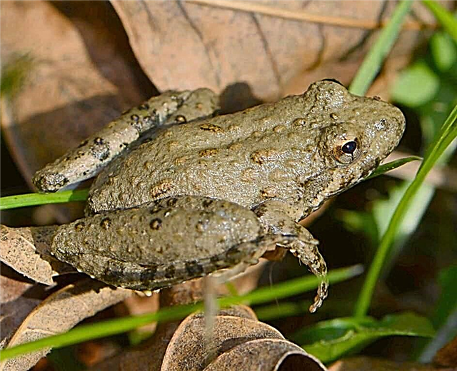 Klikanje drveće žabe: zanimljive informacije o vodozemcu