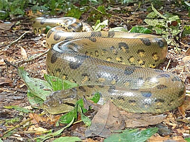 Anaconda alawọ ni ejò lati South America. Ewu si awọn eniyan?