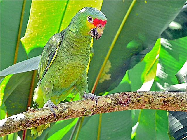 Red-fronted Amazon: saan nakatira ang Yucatan parrot?