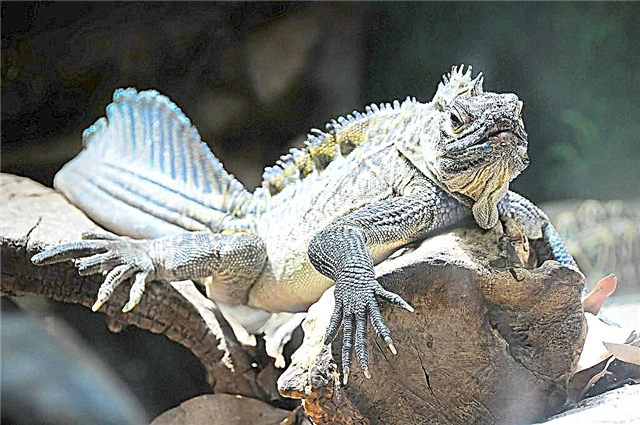 Seil Filipino Agama - Water Dragon Lizard