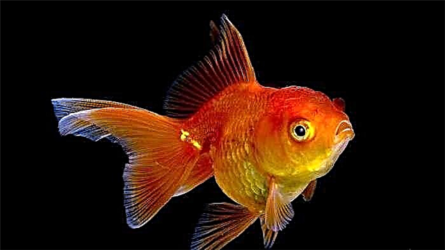 مستی به ماهی قرمز کمک می کند تا در شرایط شدید زنده بماند