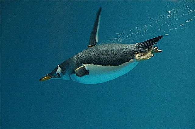 Pingüín Gentoo, detalle sobre un paxaro