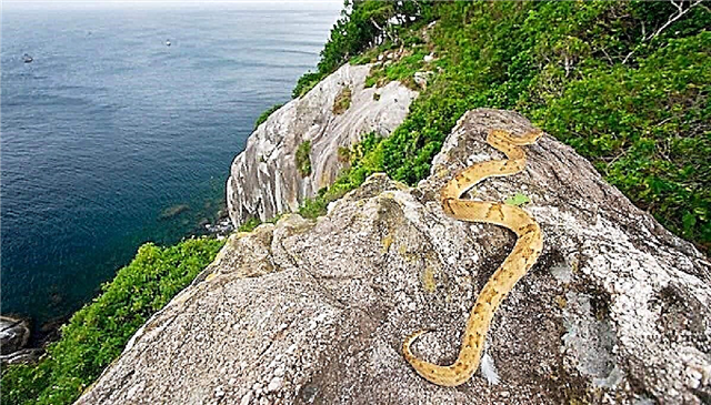 Островски ботроп - отровна змија