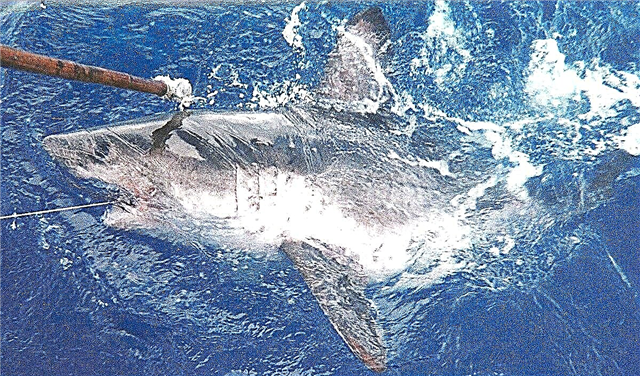 Salmon shark - kifi daga dangin herki shark