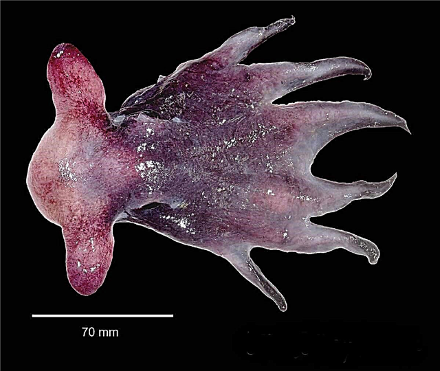 Octopus Grimpe - apejuwe, fọto ti mollusk kan