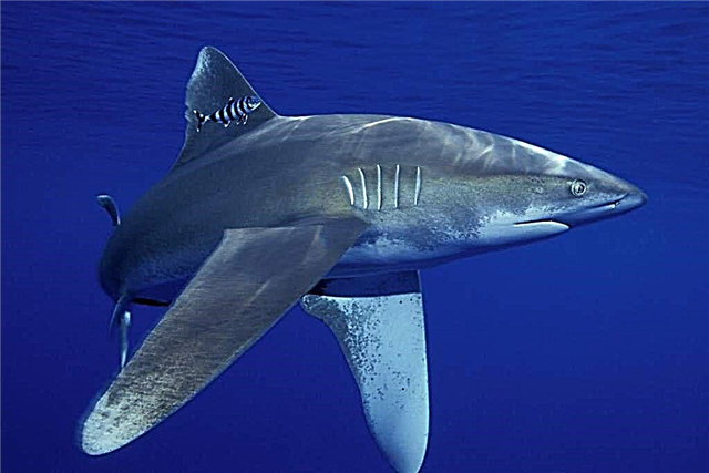 Урт сэрвээ акул, viviparous акул