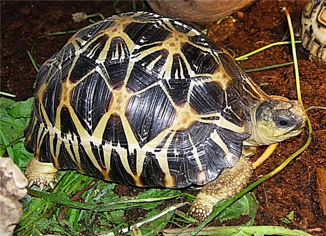 Zračna kornjača - neobičan gmizavac, fotografija