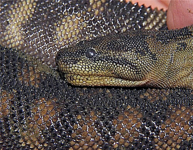 Змија од брадавица Арафура, сè за рептилот