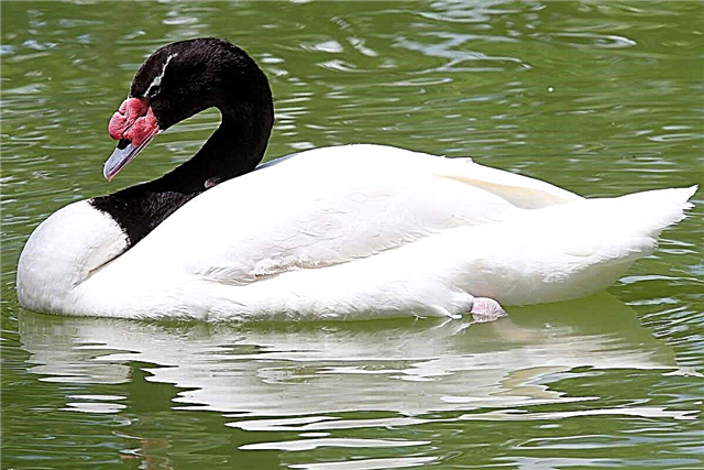 Swan ຄໍສີດໍາແມ່ນນົກທີ່ສະຫງ່າງາມ: ຄໍາອະທິບາຍແລະຮູບພາບ