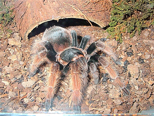 Meksika rozkolora tarantulo: priskribo, foto