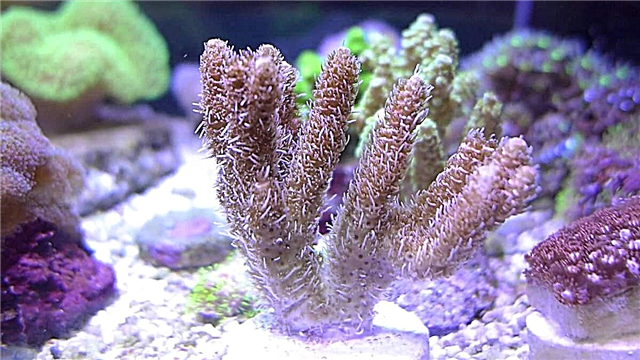 Coral Acropora Millepora: mnyama wa kawaida