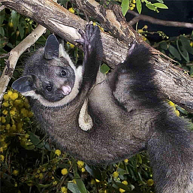 Bajing Terbang Raksasa Marsupial: Kewan mabur