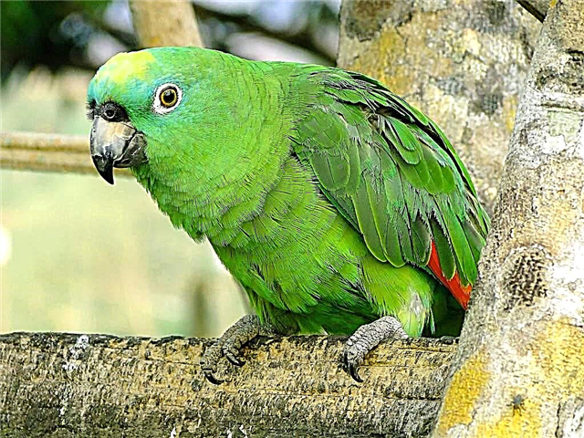 Flavo-locatis Amazon co - rona mascarene parrot