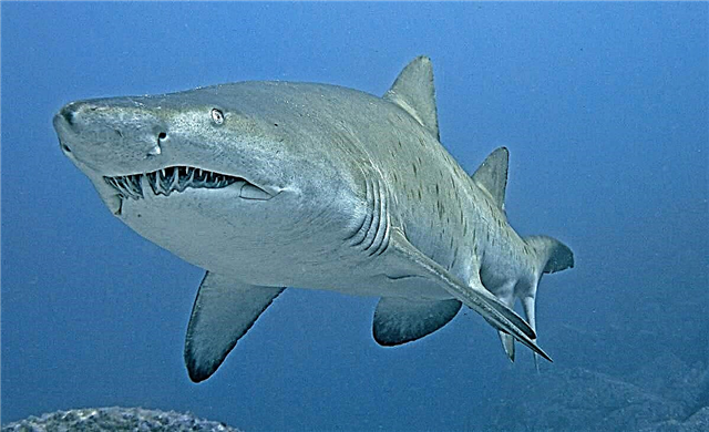 Sand shark talakawa: bayanin, hoto