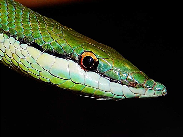 Long-nosed Philodrios: larawan ng isang reptilya