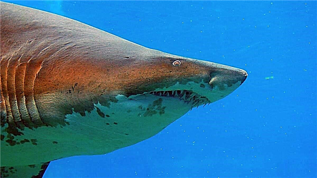 Indian Ocean Sand Shark: Paghulagway sa Giant Fish