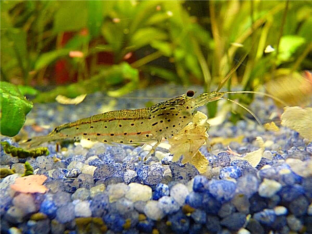 Amano shrimp: kiʻi, wehewehe