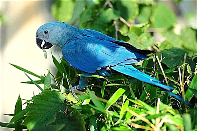 Little Blue Macaw interessant Vull Informatioun