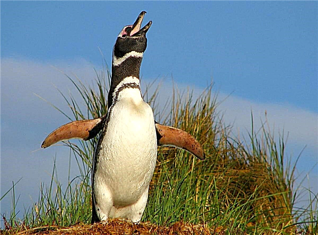I-Magellanic penguin: isithombe sezinyoni, lonke ulwazi