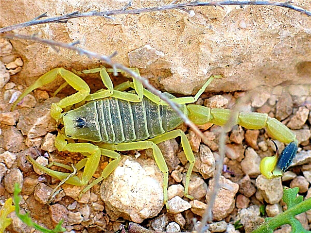 Yellow scorpion: mokhoa oa bophelo, leseli le khahlisang