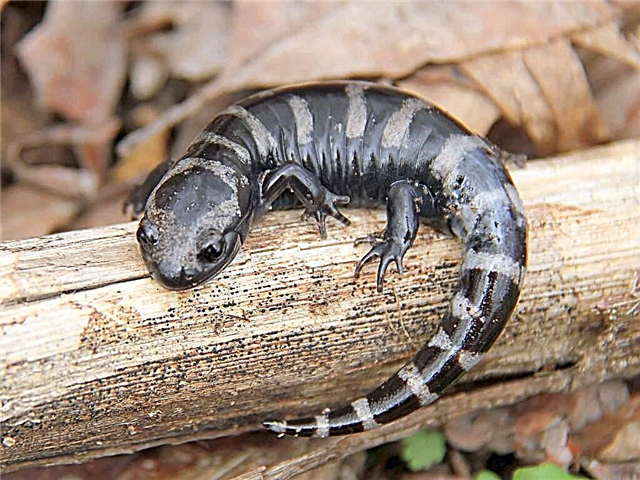 Salamander marmor o'r genws Ambistom: llun