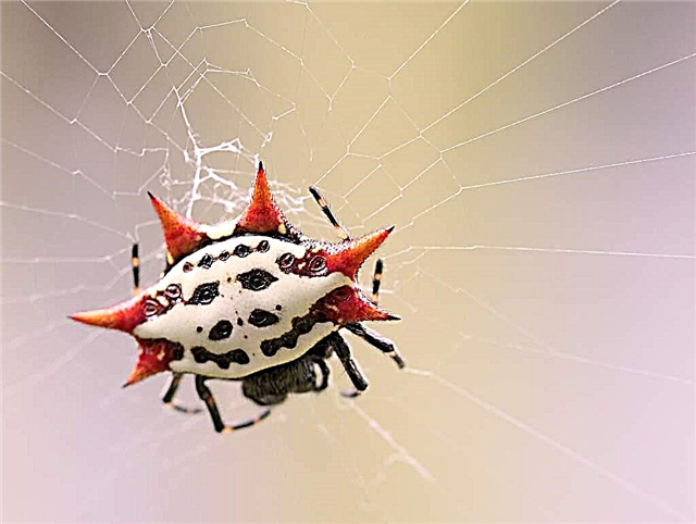 Spiked Spider Gasteracantha cancriformis: deskripsyon, foto